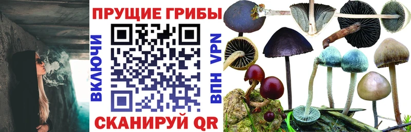 Галлюциногенные грибы MAGIC MUSHROOMS  наркотики  Моздок 
